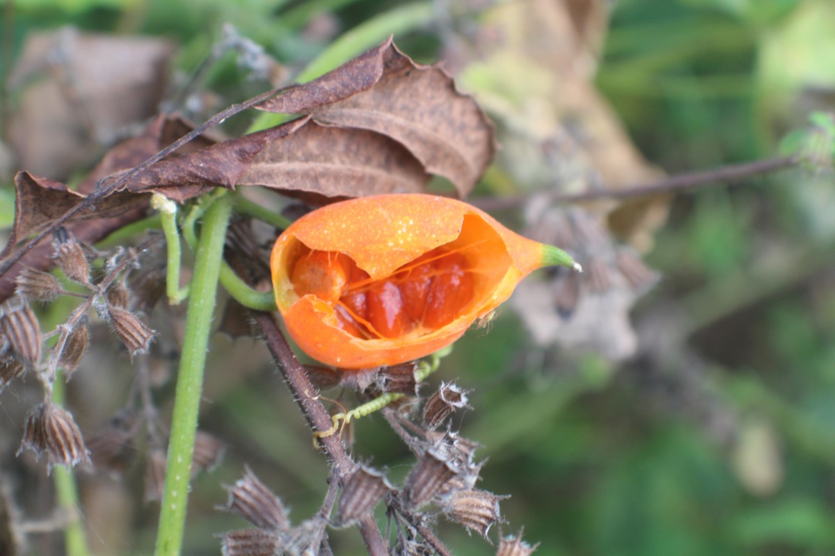 Trichosanthes cucumerina L.